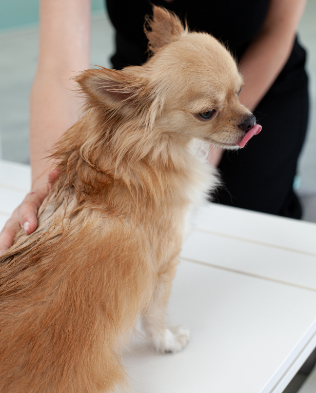 O-Way Ortofficina Pet Duetto bagno cane e proprietario